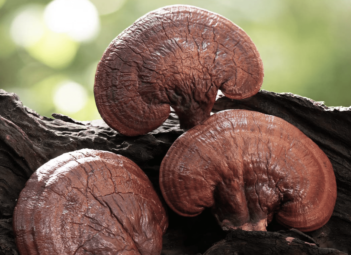 Reishi Mushroom